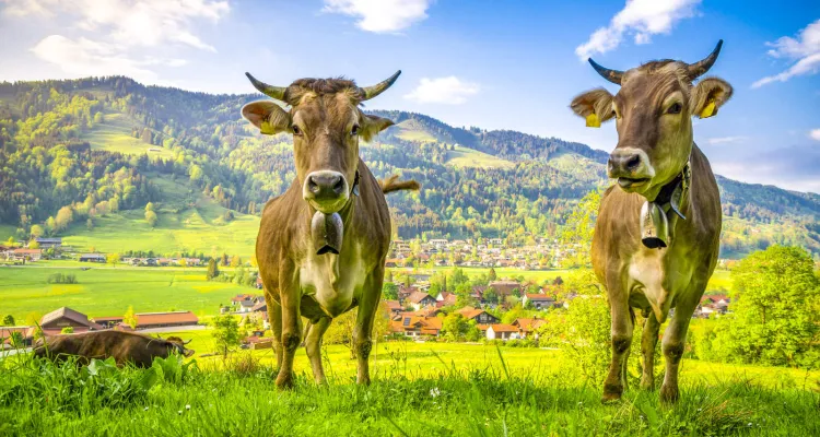 Radwandern im Bodensee-Hinterland