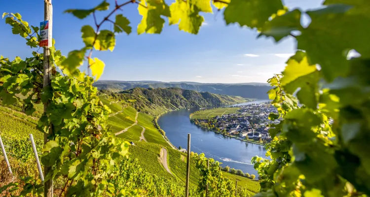 Radreisen an der Mosel